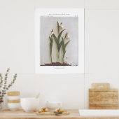Poster Petite dame blanche - Cypripedium candidum (Cuisine)