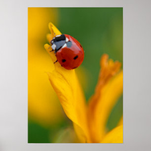 Poster Petite dame sur une fleur
