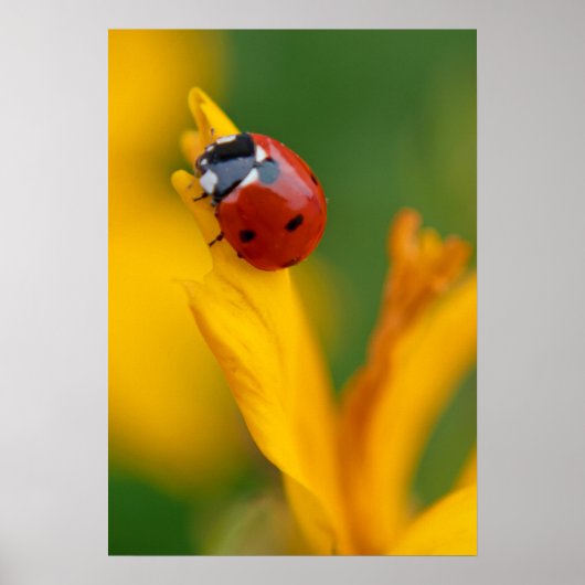 Poster Petite dame sur une fleur (Devant)