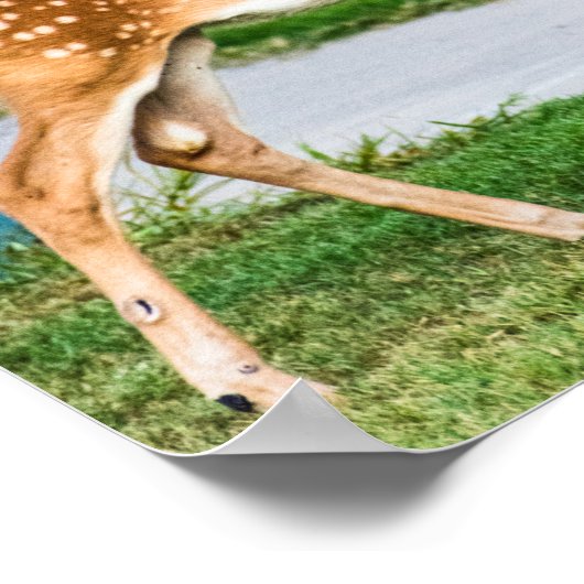 Poster Petite Faune (Coin)