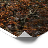 POSTER PETITE FORÊT RIVIÈRE MOYENNE (Coin)