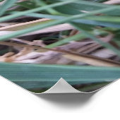 Poster Petite grenouille (Coin)