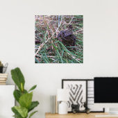 Poster Petite grenouille (Bureau à domicile)