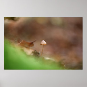 Poster Petite photo de champignon dans la nature