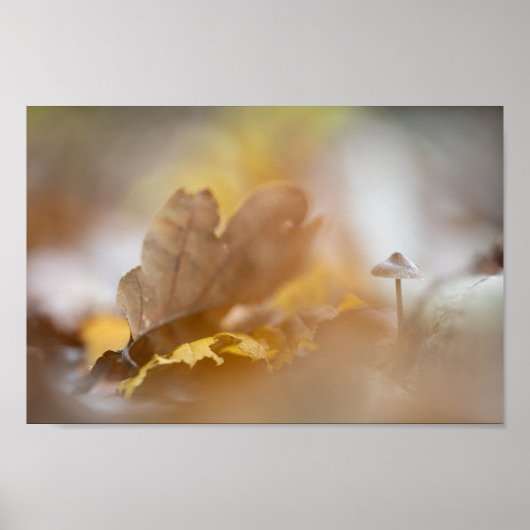 Poster Petite photo de la nature des champignons (Devant)