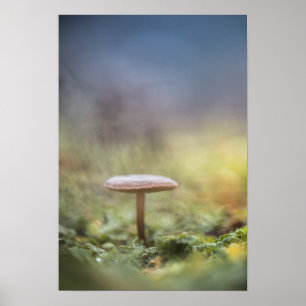 Poster Petite photo de la nature des champignons