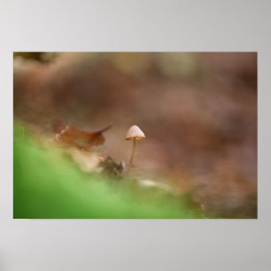 Poster Petite photo de la nature des champignons