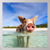 Poster Petite porcelet (Devant)