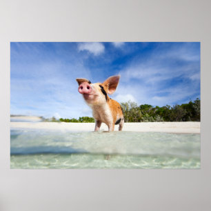 Poster Petite porcelet