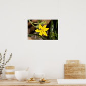 Poster Petite sauterelle sur l'affiche en herbe étoilée j (Cuisine)