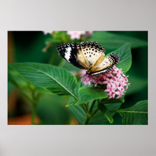 Poster Petites ailes Leopard Imprimer