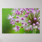 Poster Petites étoiles (Devant)