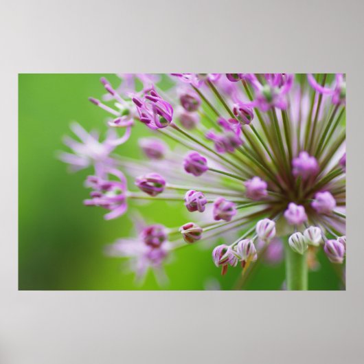 Poster Petites étoiles (Devant)