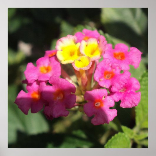 Poster Petites Fleurs (Devant)
