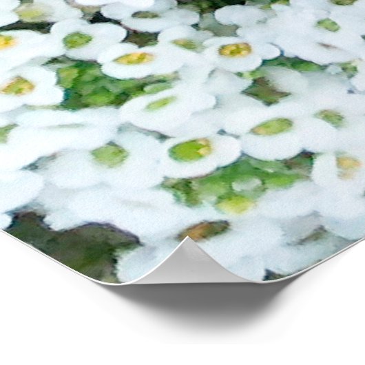 Poster Petites fleurs blanches dans l'herbe en journée à (Coin)