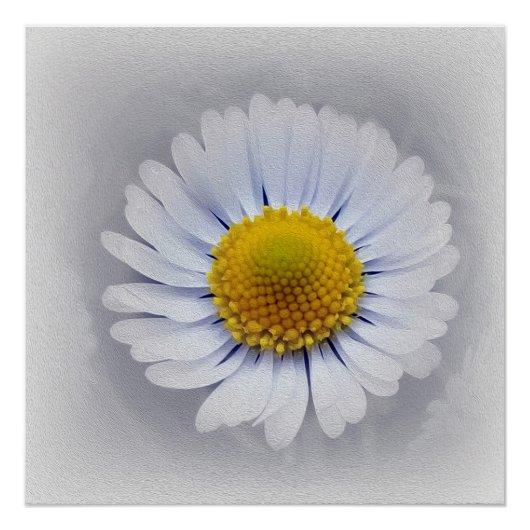 Poster Petites marguerites (Devant)