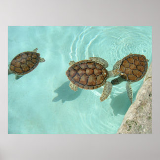 Poster Petites tortues de mer