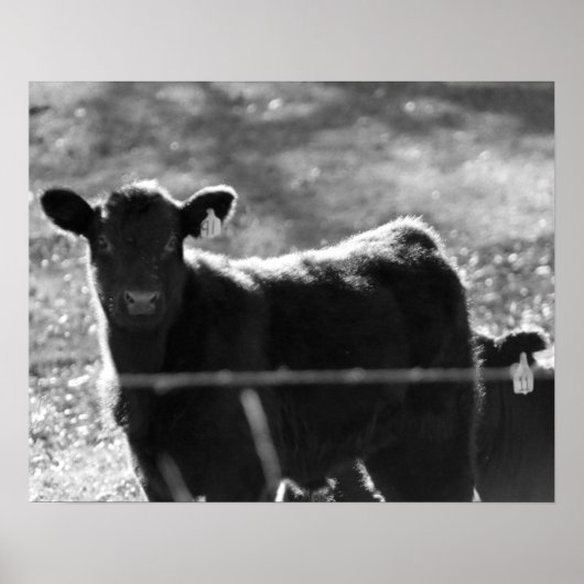 Poster Petites vaches noires et blanches dans le champ 16 (Devant)