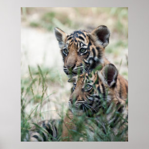 Poster Petits animaux de tigre