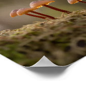 Poster Petits champignons photo de nature (Coin)