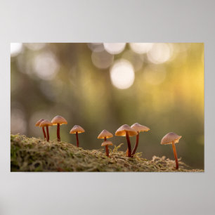 Poster Petits champignons photo de nature