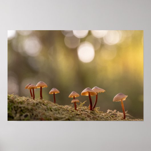 Poster Petits champignons photo de nature (Devant)