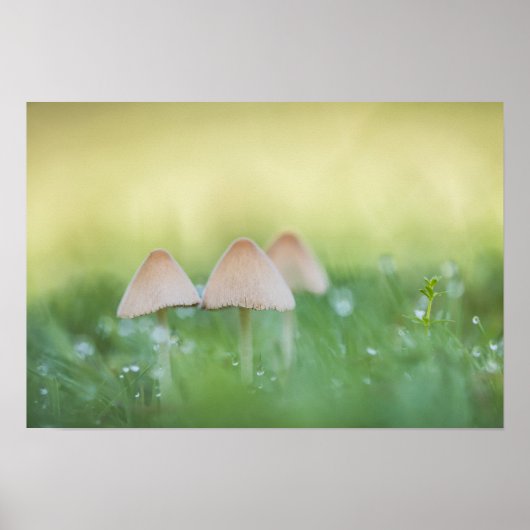 Poster Petits champignons Photo nature (Devant)