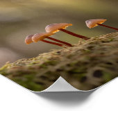 Poster Petits champignons Photo nature (Coin)