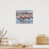 Poster Petits Flamants en mouvement, Phoenicopterus (Cuisine)