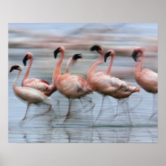 Poster Petits Flamants en mouvement, Phoenicopterus (Devant)