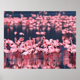 Poster Petits Flamants roses (Phoeniconaias mineur), Afri