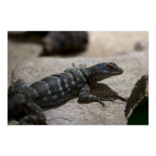 Poster Petrosaurus thalassinus (Devant)