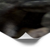 Poster Petrosaurus thalassinus (Coin)