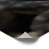 Poster Petrosaurus thalassinus (Coin)