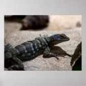 Poster Petrosaurus thalassinus (Devant)