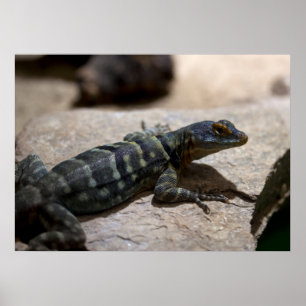 Poster Petrosaurus thalassinus