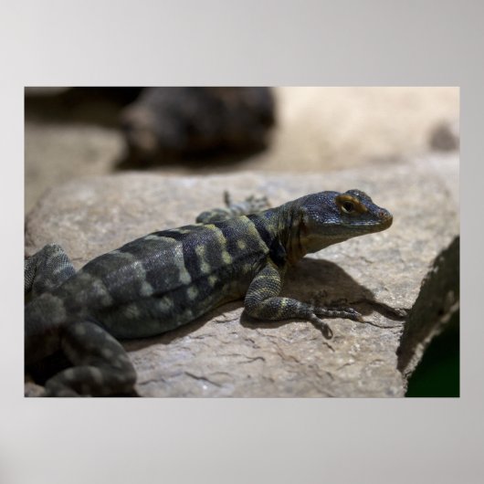 Poster Petrosaurus thalassinus (Devant)