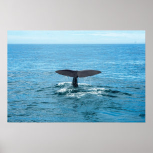 Poster Pets and other animals - Whale fin