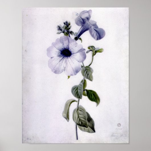 Poster Petunia (Devant)