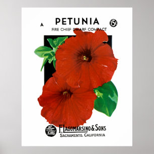 Poster Petunia