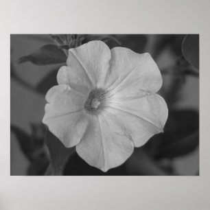Poster Pétunia assez pourpre
