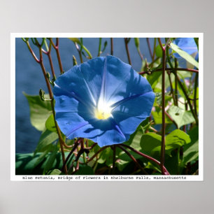 Poster Petunia bleu sur le pont des fleurs, messe.
