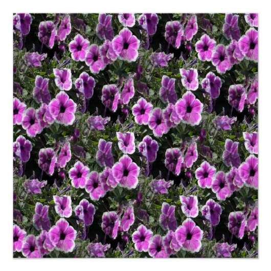 Poster Petunia Land... (Devant)