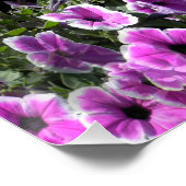 Poster Petunia Land... (Coin)