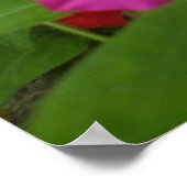 Poster Pétunia rose (Coin)