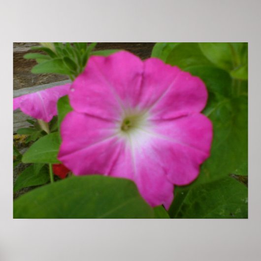 Poster Pétunia rose (Devant)