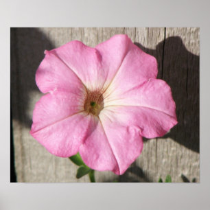Poster Petunia rose
