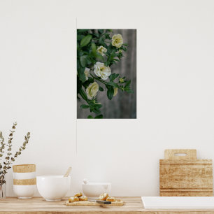 Poster Petunias jaune pâle vintage