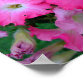 Poster Pétunias rose (Coin)