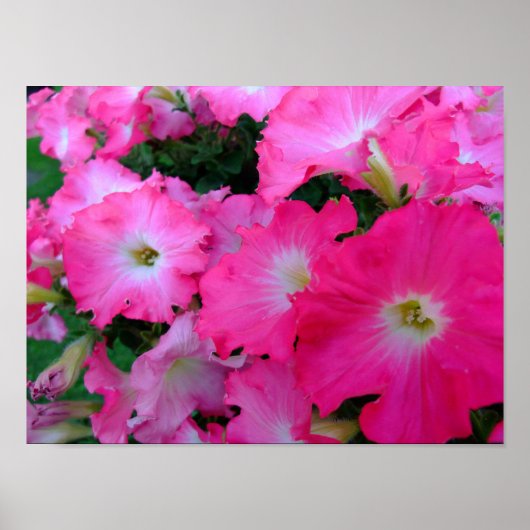 Poster Pétunias rose (Devant)